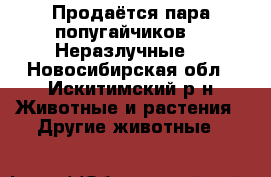 Продаётся пара попугайчиков!!!!Неразлучные! - Новосибирская обл., Искитимский р-н Животные и растения » Другие животные   